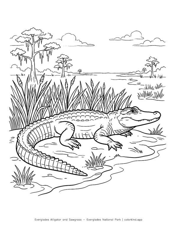 An alligator resting beside sawgrass and shallow Everglades water in a black-and-white coloring illustration
