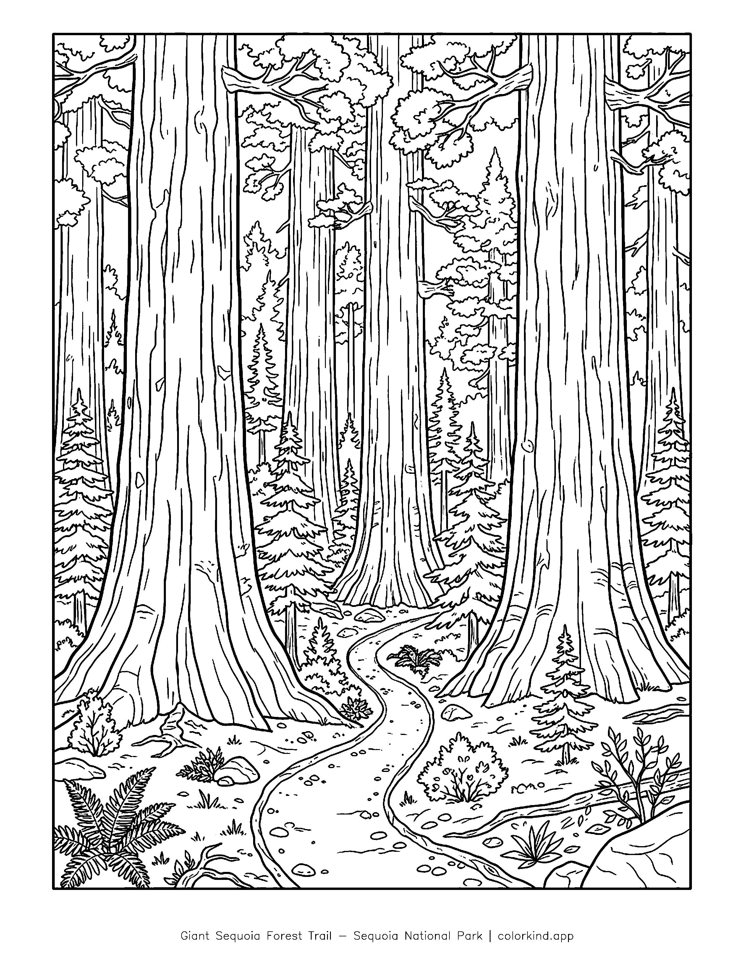A winding trail between enormous giant sequoia trunks in a black-and-white coloring illustration