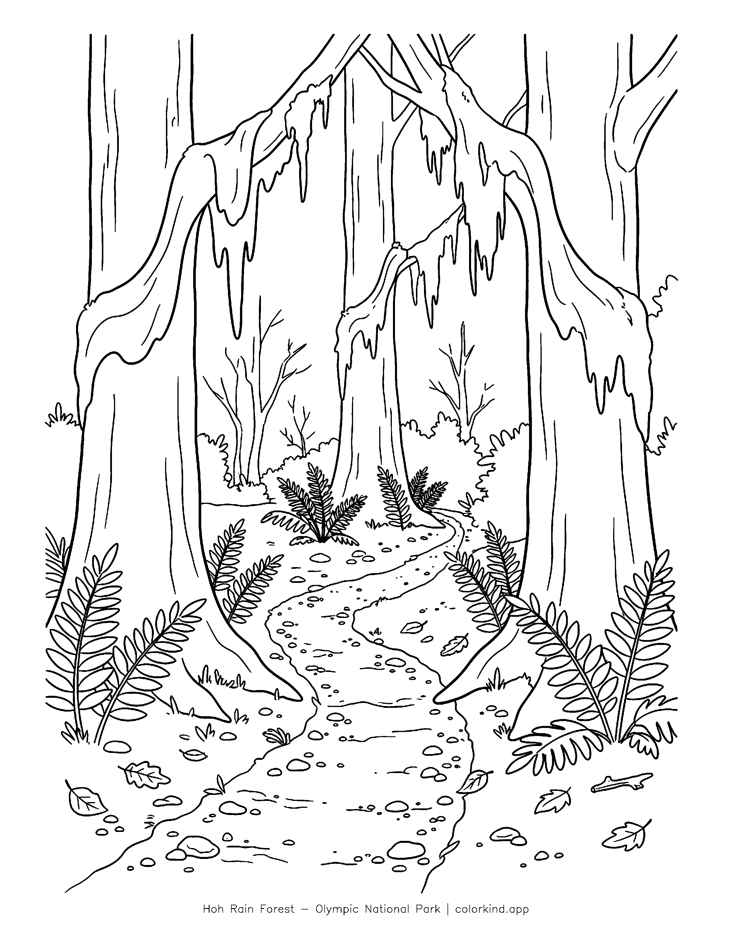 Moss-covered trees and ferns along a Hoh Rain Forest path in a black-and-white coloring illustration