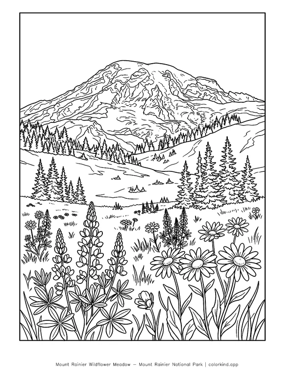 Mount Rainier above a meadow of lupines and other wildflowers in a black-and-white coloring illustration